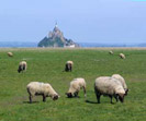 moutons_A.jpg