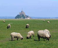 moutons_A.jpg
